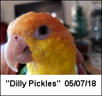 Dilly