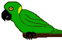 Parrot