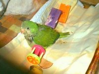 Baby Quaker Parakeet