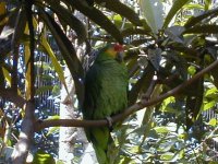 Red Lored Amazon