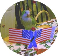Quaker Parakeet