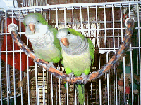 Quaker Parakeets