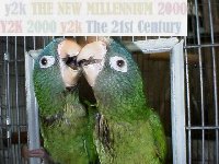 Bluecrowned Conures